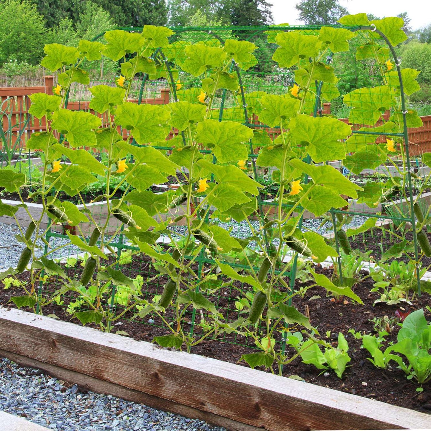 Large U-Shaped Garden Arch Trellis for Climbing Plants - Adjustable 15-45" Width, Metal Cucumber Trellis with Netting